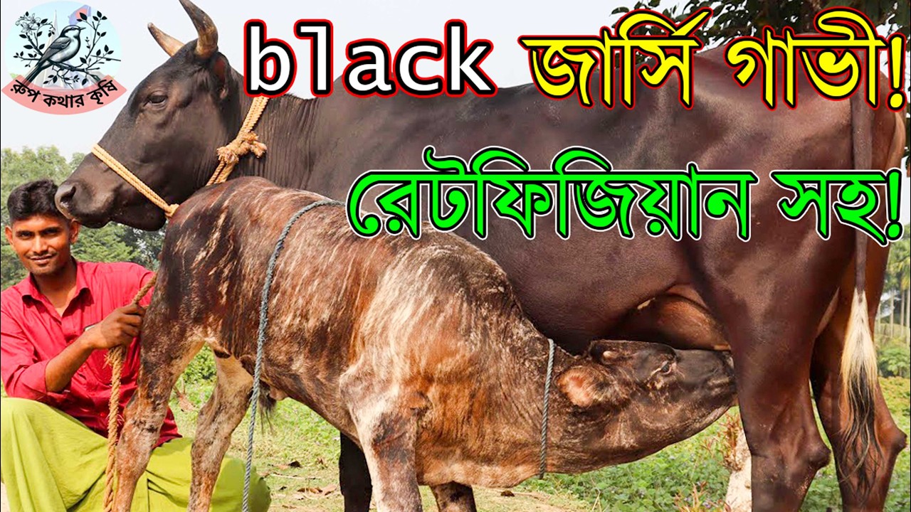 ১৩৫ এ ১২ লিটার দুধের গাভী!৪ গাভীর মন ভরা বাচ্চা।ব্ল্যাক জার্সি গাভীসহ রেট ফিজিয়ান।সাশ্রয় দামে গাভী