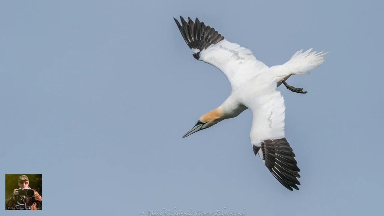 Diving Gannets Kintyre bay Scotland by 
