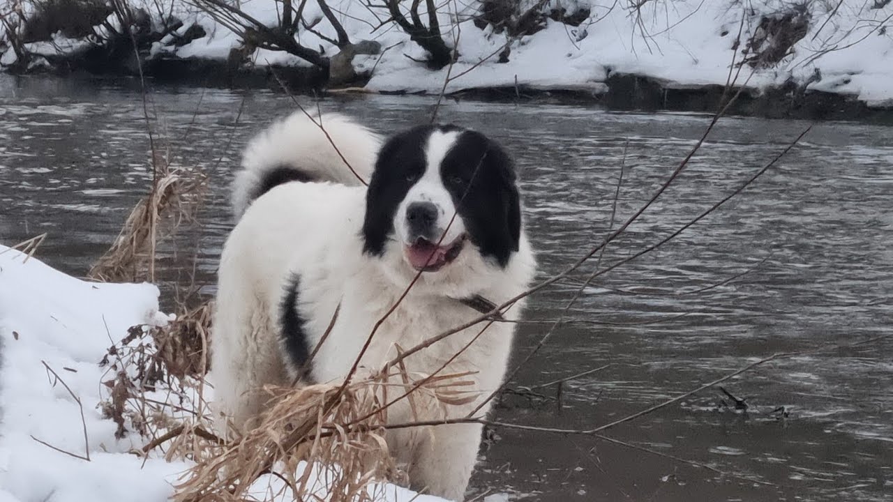 Sfârșit de Ianuarie ❄️pe Valea Someșului Mic ❄️🏞🐕🇷🇴 Ciobănesc românesc de Bucovina 🐕🇷🇴