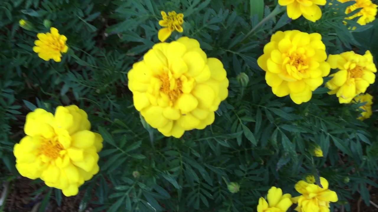 Romaine, carrots, marigolds & pallet garden!
