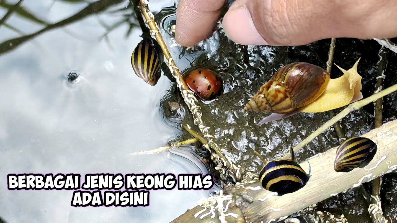 berburu berbagai keong hias ada di sini