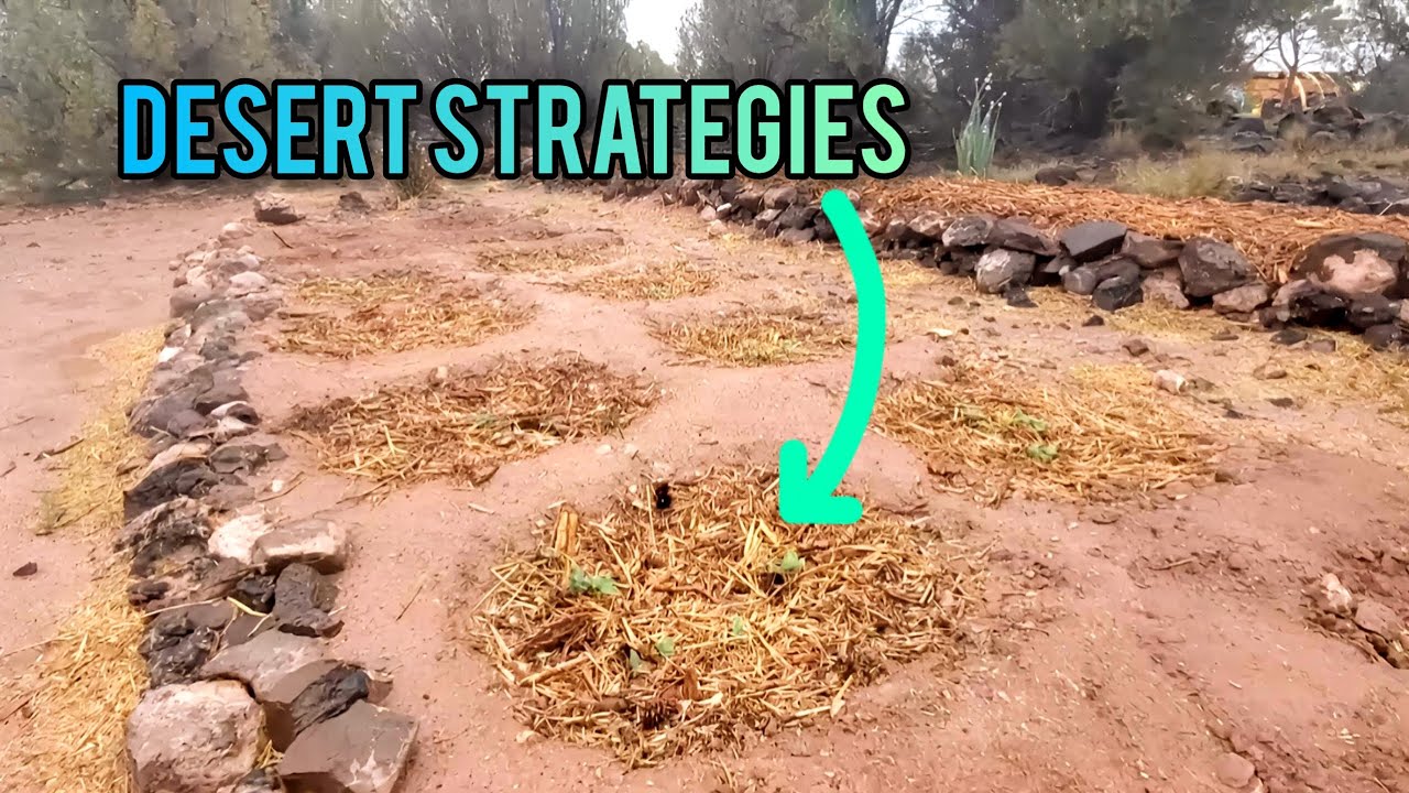The Rainwater Lense Of Hot, Arid Climate Garden Design