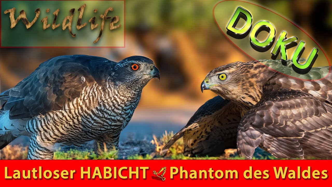 HABICHT & ROTHABICHT: Greifvögel hautnah beobachten! DOKU