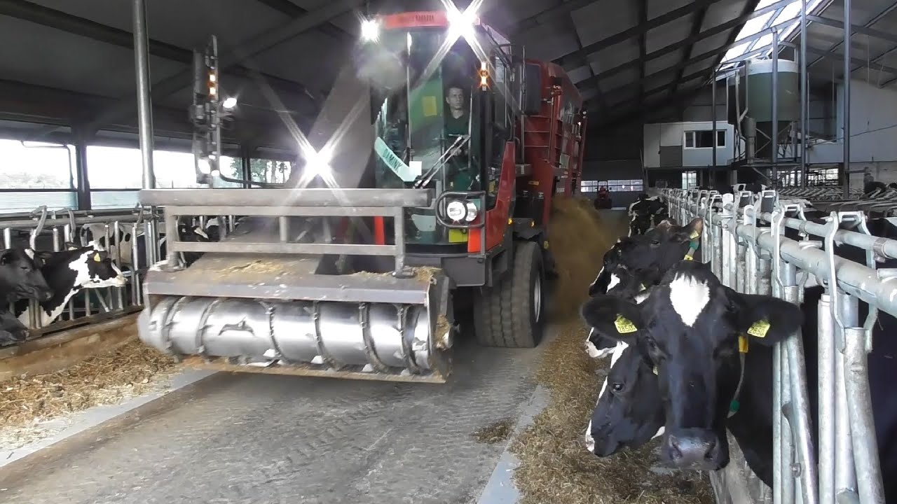 Feeding cattle with RMH