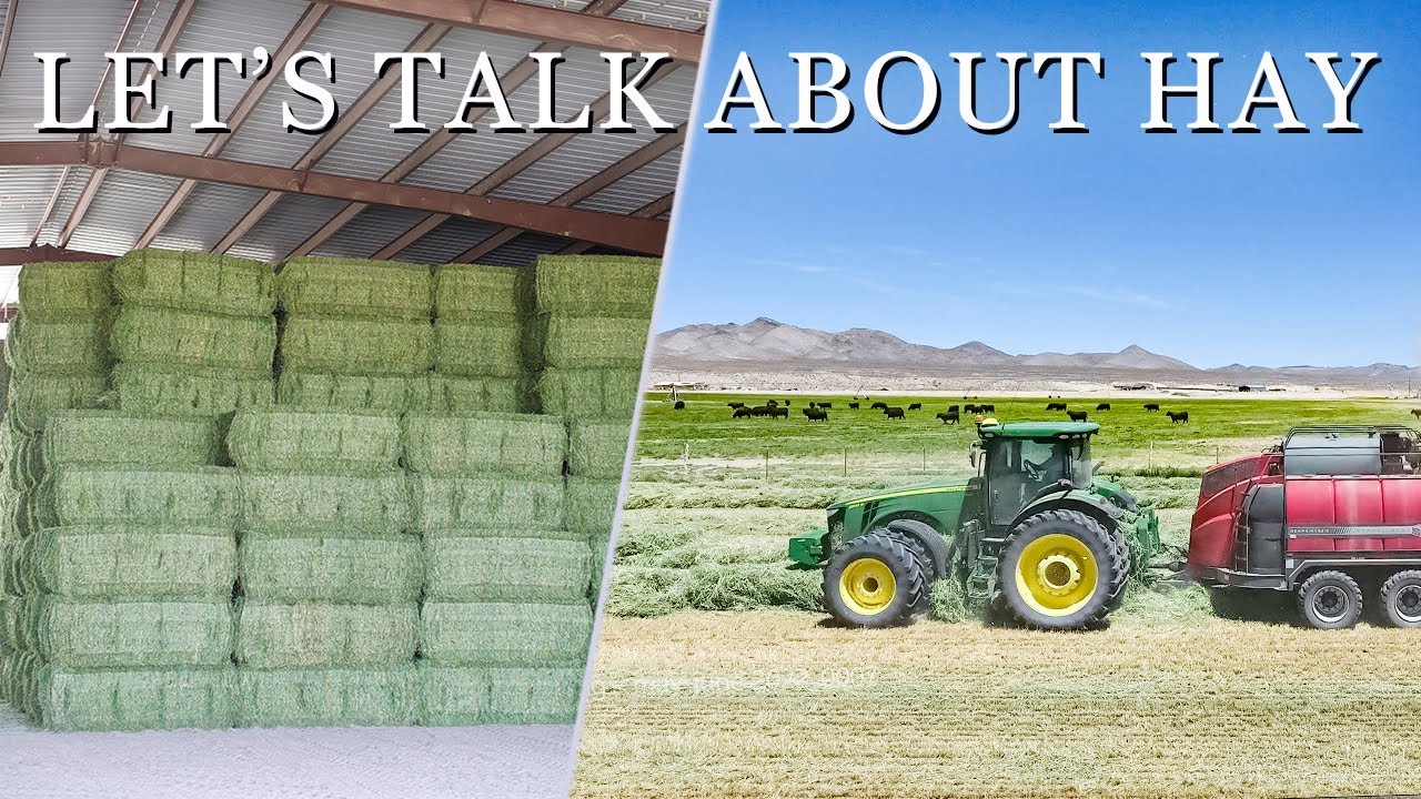 Harvesting hay to feed our cattle. What makes for high quality alfalfa hay.