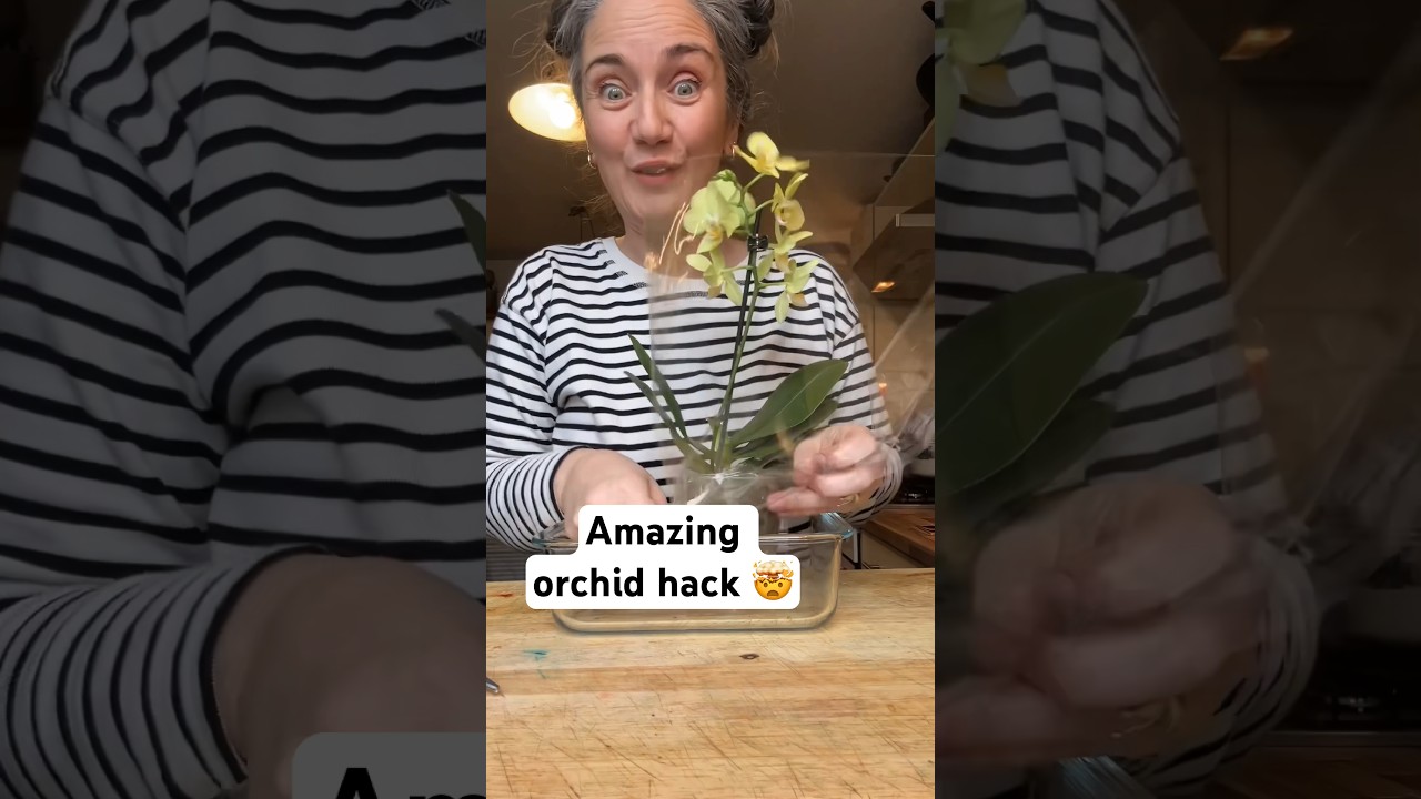 Did you know orchids can grow in water? 🤯 #orchids #orchidcare #orchidlovers