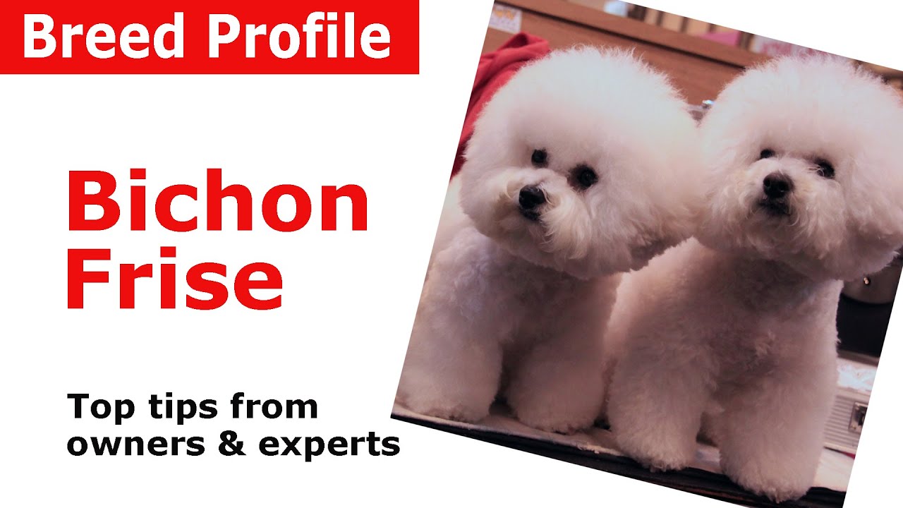 Bichon Frise Dog Breed Guide