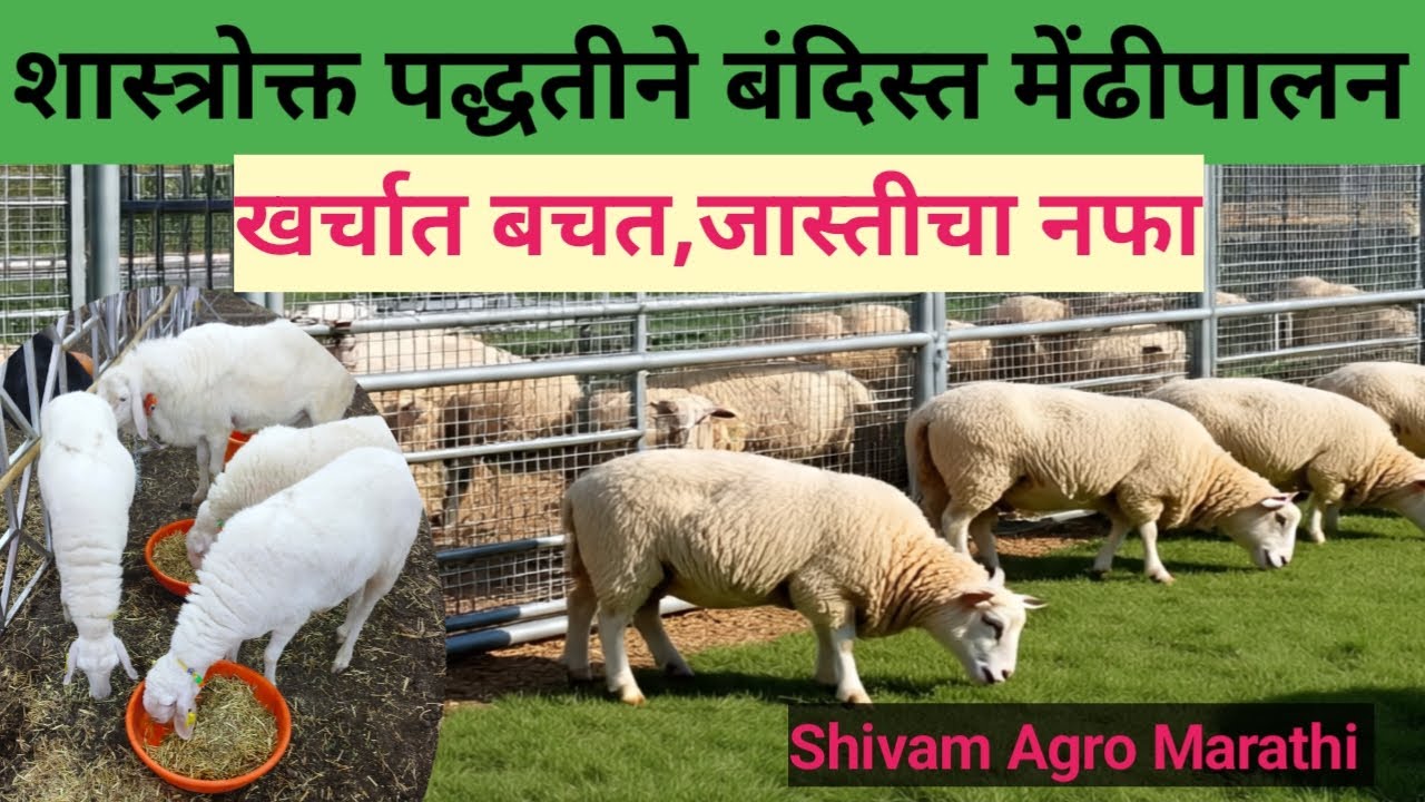 मोठ्या प्रमाणावर बंदिस्त मेंढीपालन करताय?मग व्हिडिओ पाहाच!#sheepfarming #goatfarming #farm #goatfarm