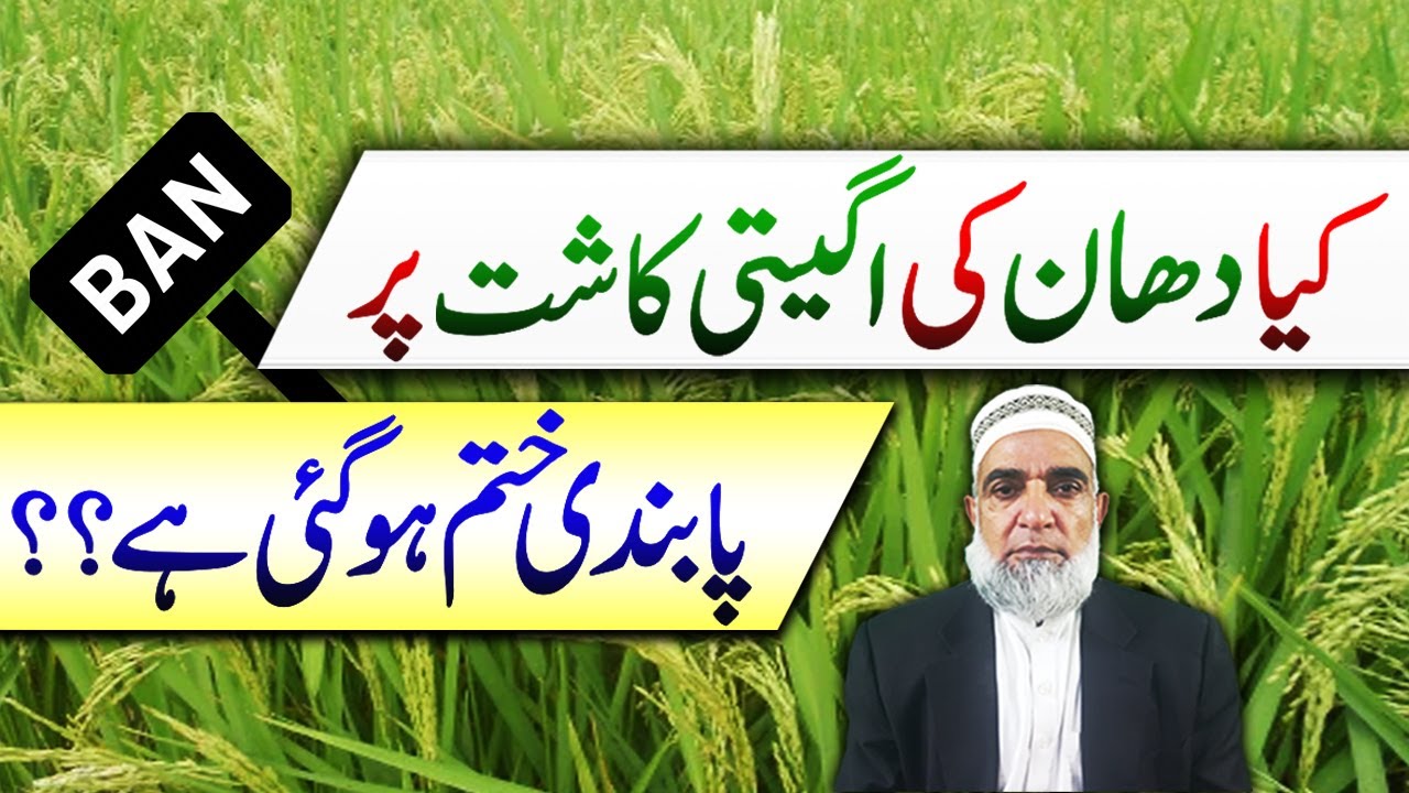 What is the status of Ban on early sowing of Rice crop || Crop Reformer