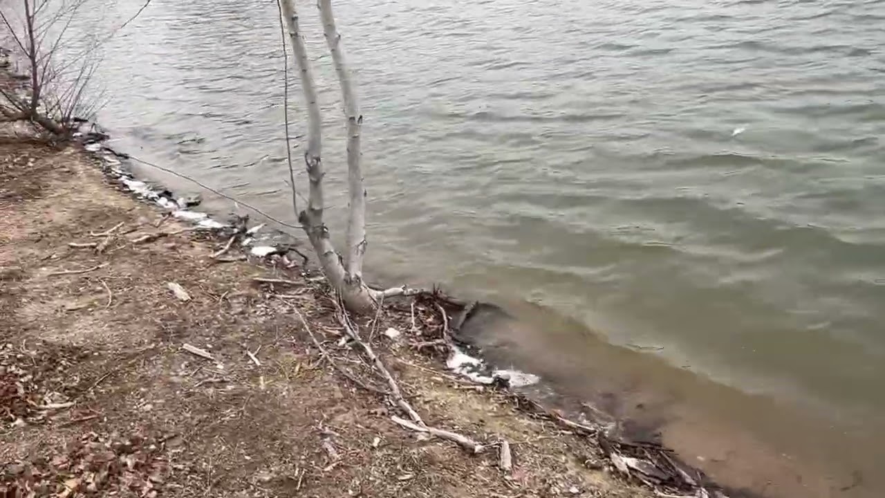 Muchos pescados muertos en la orilla del lago 