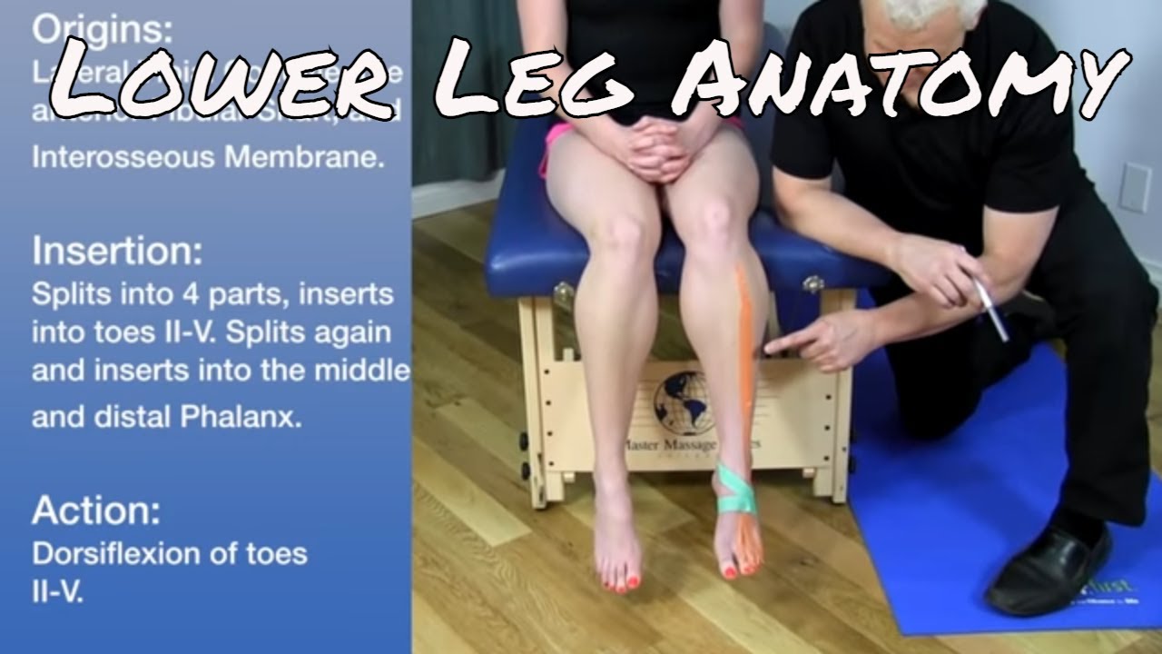 Lower Leg Anatomy - Anterior and Lateral