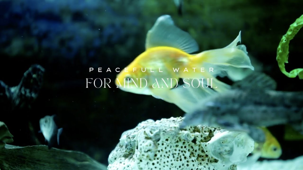 Serenity in Motion: Relaxing Fish Tank For Mind and Soul