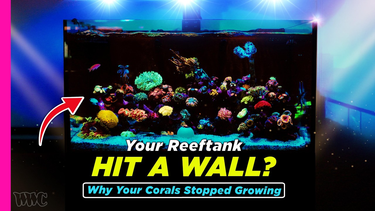 Your Reef Isn’t Growing — Here’s When It’s Time to Upgrade