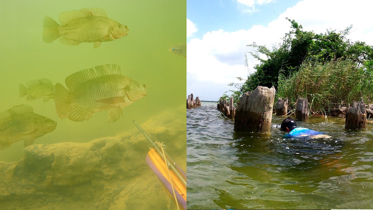 Pesca con Arpón bajo Árboles Sumergidos ¡Una Tarde de Pesca Explorando la Naturaleza!