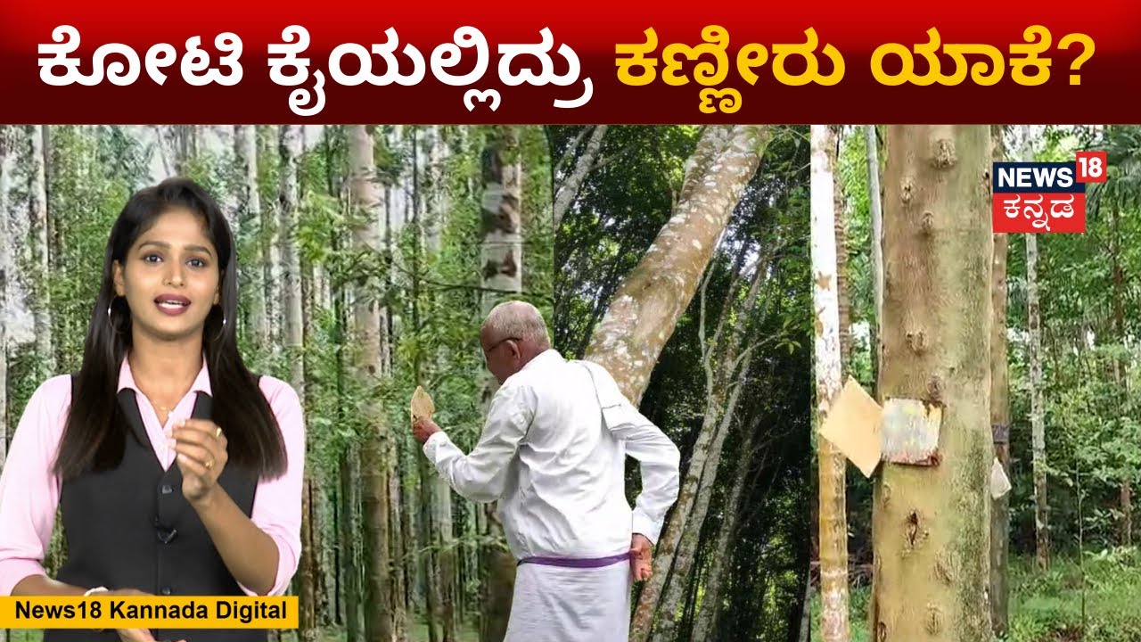 The Damage Occured On Agarwood | ಗಂಧವನ್ನು ಮಿರಿಸೋ ಮರಕ್ಕೆ ಇದೆಂಥ ಗತಿ...! | N18V