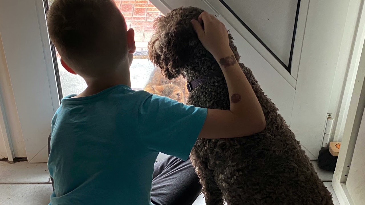 Lagotto Romagnolo Liebe