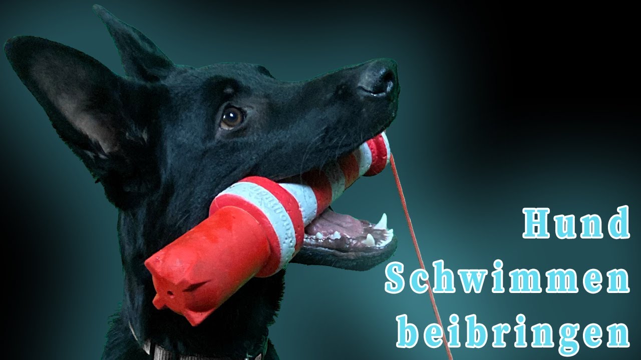 Hund Schwimmen beibringen - Alba lernt schwimmen