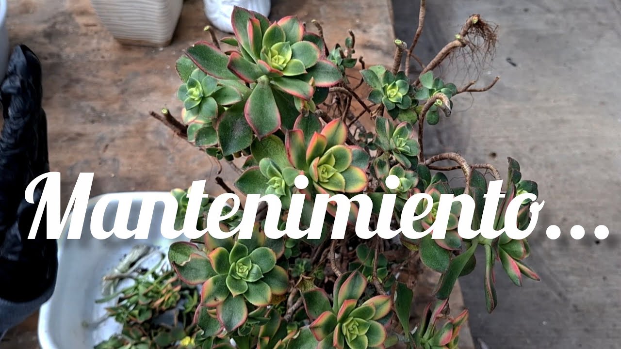 Mantenimiento.. #plantas #flores #suculentas #garden 