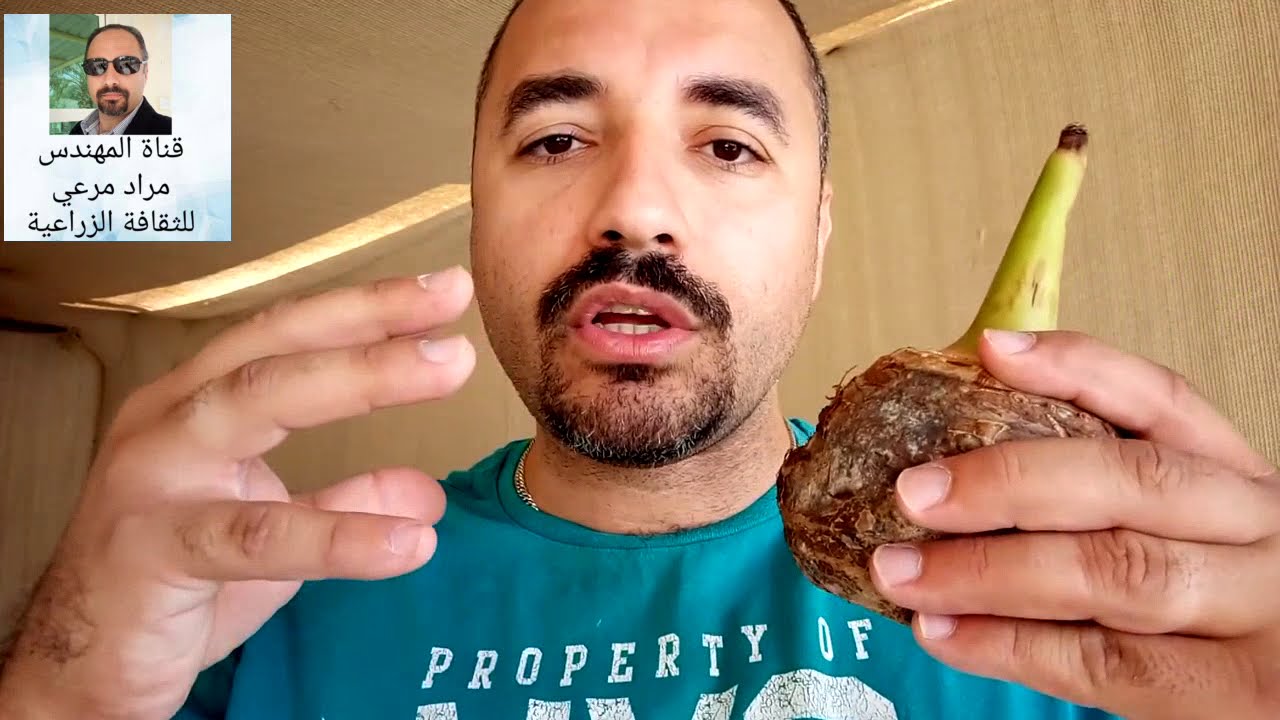 قلقاس خضار لذيذ طرق تكاثر والتسميد والرى Colocasia esculenta حلقة 127