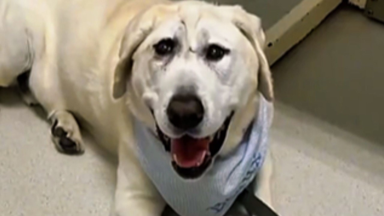 Everyone Rejected This Dog, Until One Miracle Changed Everything Forever 🐾❤️ | Meet Beaux