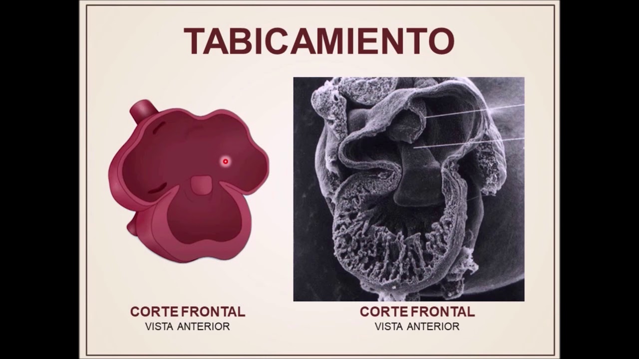 Cavidades derechas del corazón.