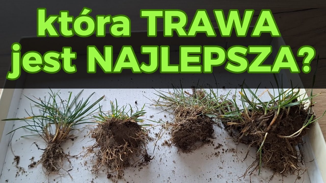 JAK DOBRAĆ IDEALNĄ MIESZANKĘ NA TRAWNIK, czyli charakterystyka gatunków oraz CZEGO NIE WARTO KUPOWAĆ