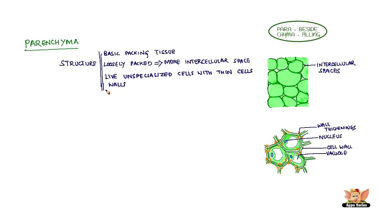 Simple Permanent Tissue - Parenchyma