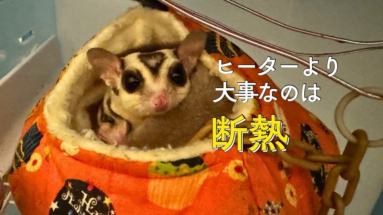 フクロモモンガの寒さ対策。我が家の保温方法と冬の電気代について