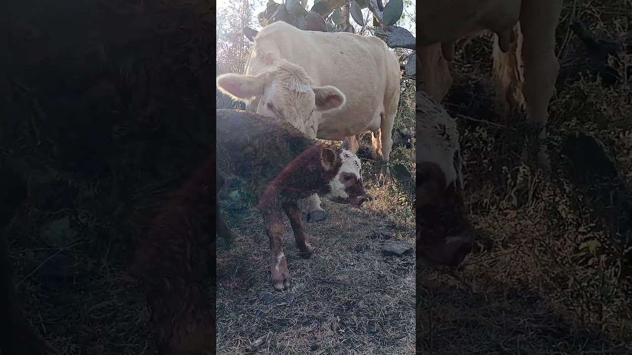 Ya pario la naranja amigos !!🐂❤️🤠