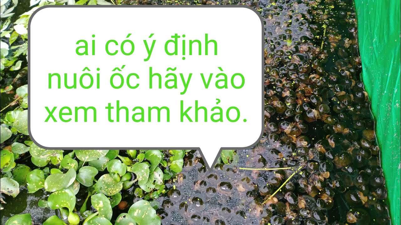 trước khi nuôi ốc cần chuẩn bị những gì?