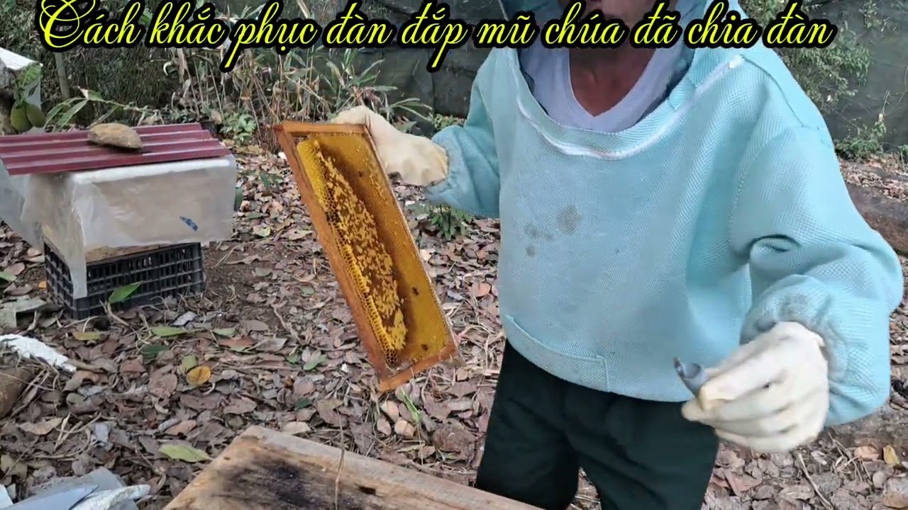 Cách khắc phục đàn ong đắp mũ chúa. đã chia đàn#kythuatnuoiong  
