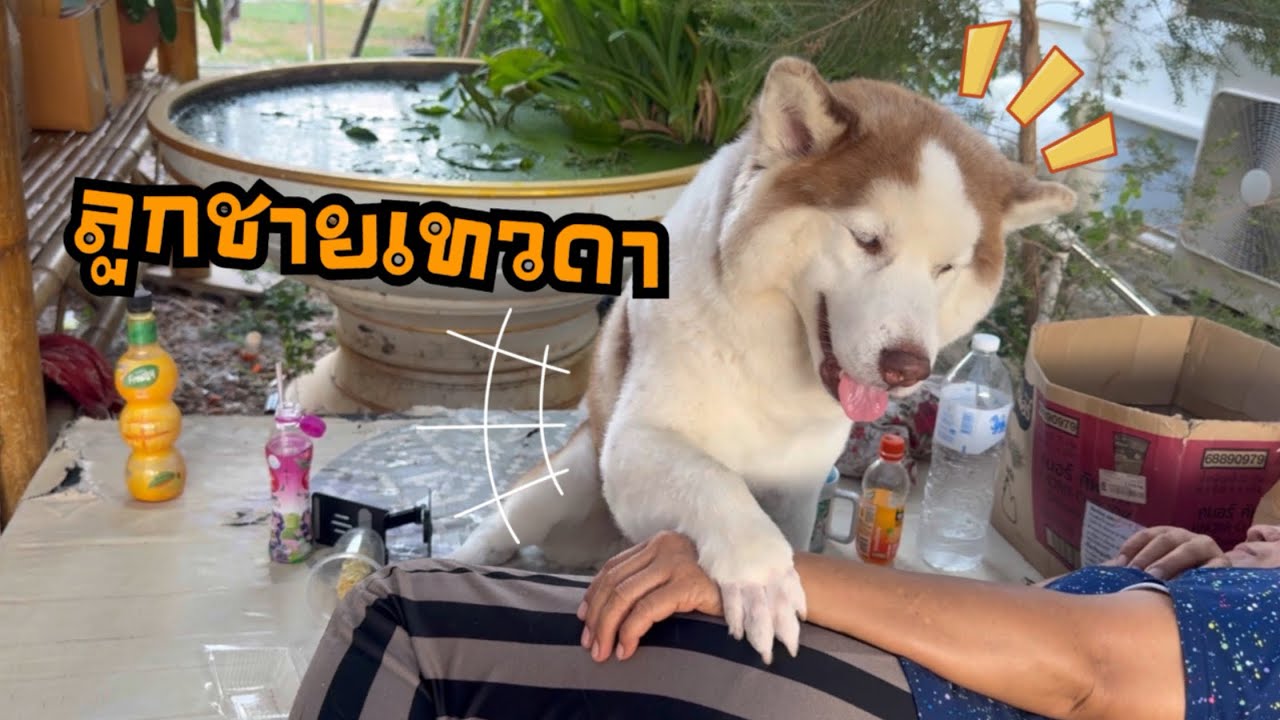 ผมไม่ได้เกิดเป็นหมาครับใครๆก็รู้ผมคือลูกชายคนเล็ก