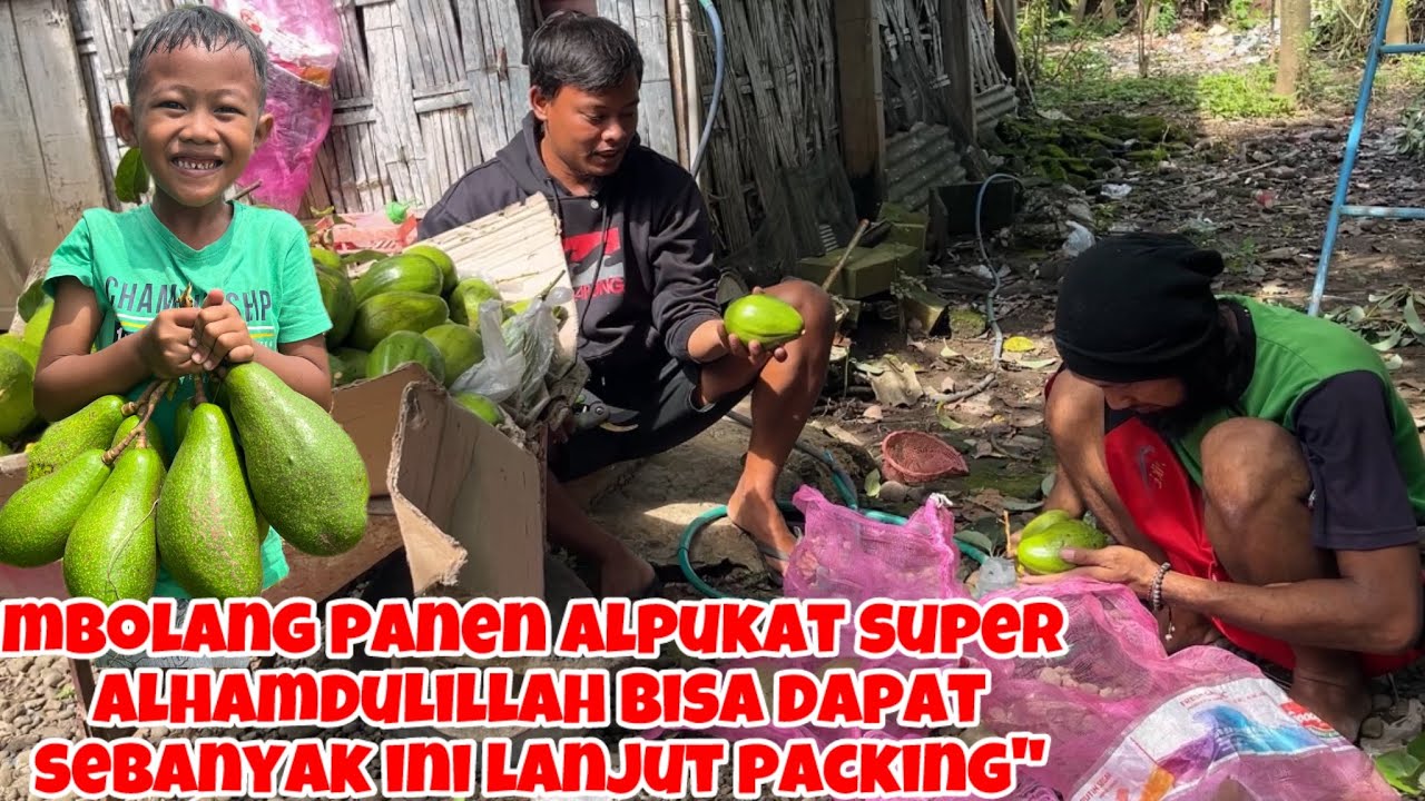 MBOLANG SENDIRIAN PANEN ALPUKAT SUPER ALHAMDULILLAH BISA DAPAT SEBANYAK INI LANJUT PACKING