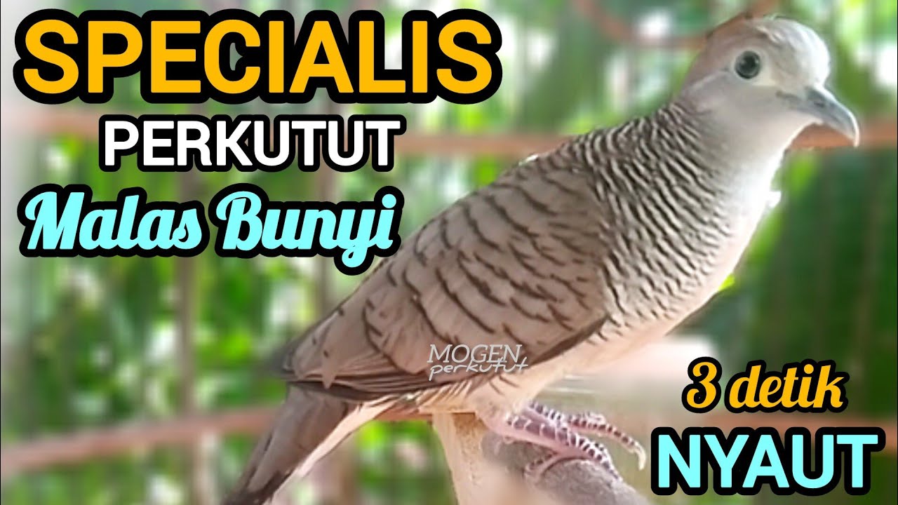Perkutut Lokal Gacor Raja Pikat Ini Spesialis Atasi Perkutut Malas Bunyi Langsung Nyaut Gacor 