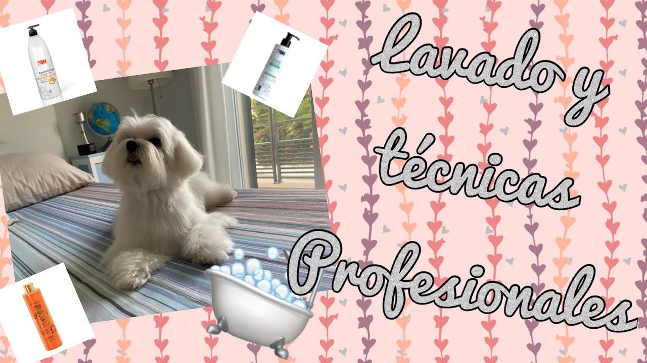 Baño Bichon Maltés y técnicas profesionales, Que resultados obtenemos ? #bichonmaltes  #perros