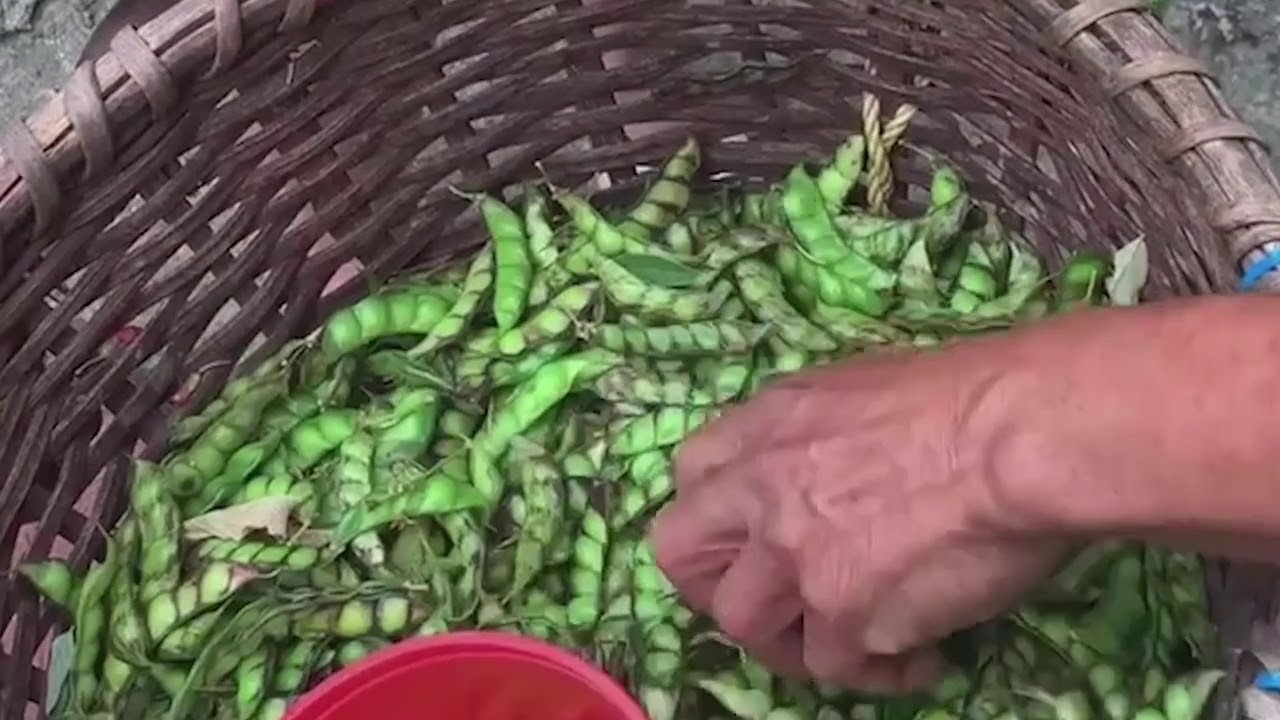 Gandules - Viña La Gran Pastelera Desde la zona montañosa de Yauco