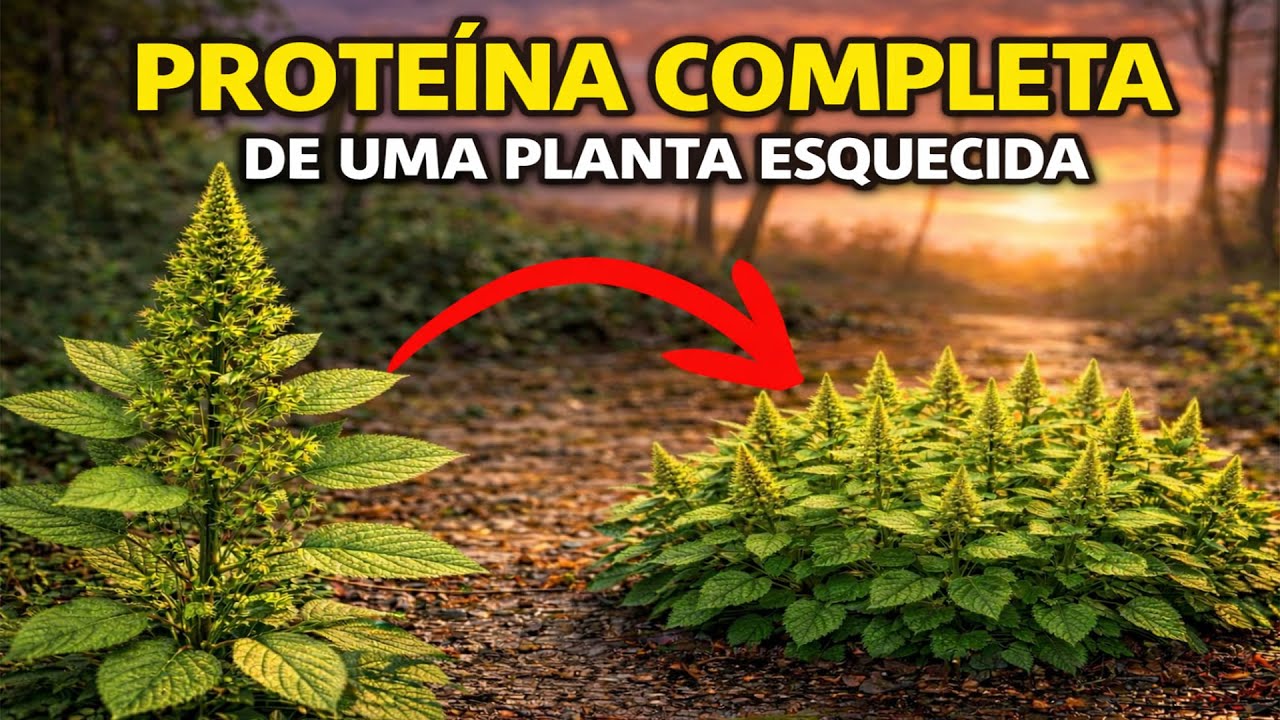 Melhor Que Carne: Proteína Completa em Cada Folha — e Por Que Isso Ameaça a Indústria