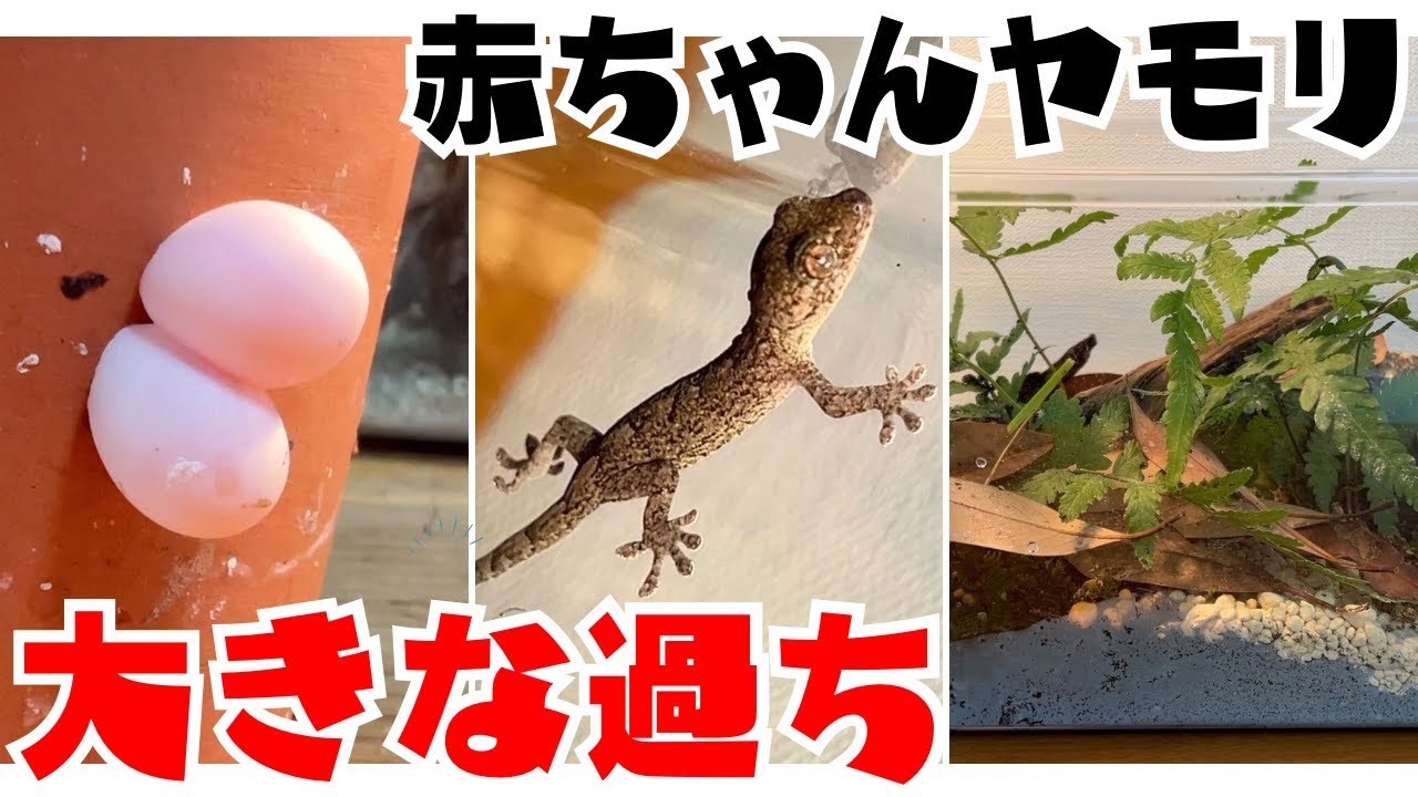 【ヤモリ飼育】ヤモリの赤ちゃん産まれました！ただ...