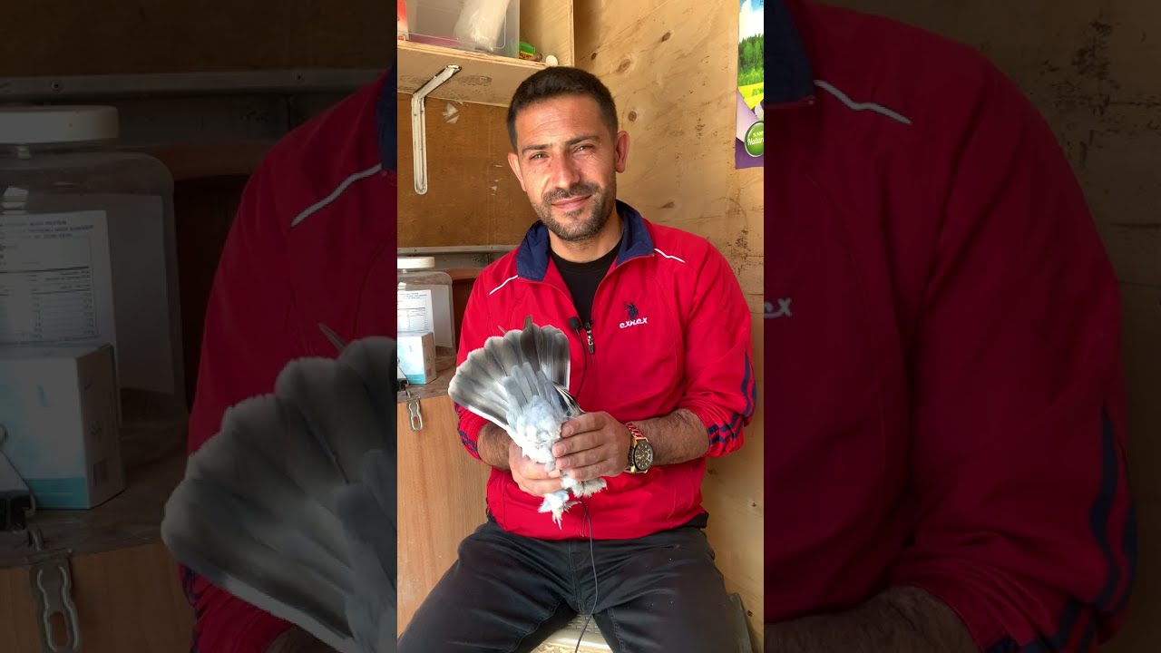 #keşfet #güvercin #pigeon UZUN KALIPLI KUŞLARIN VE BODUR MİNYON OLAN KUŞLARIN ÖZELLİKLERİ