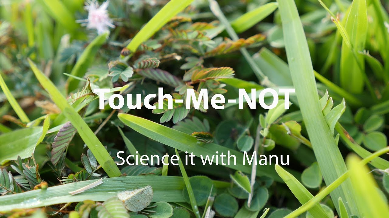 Touch-Me-Not