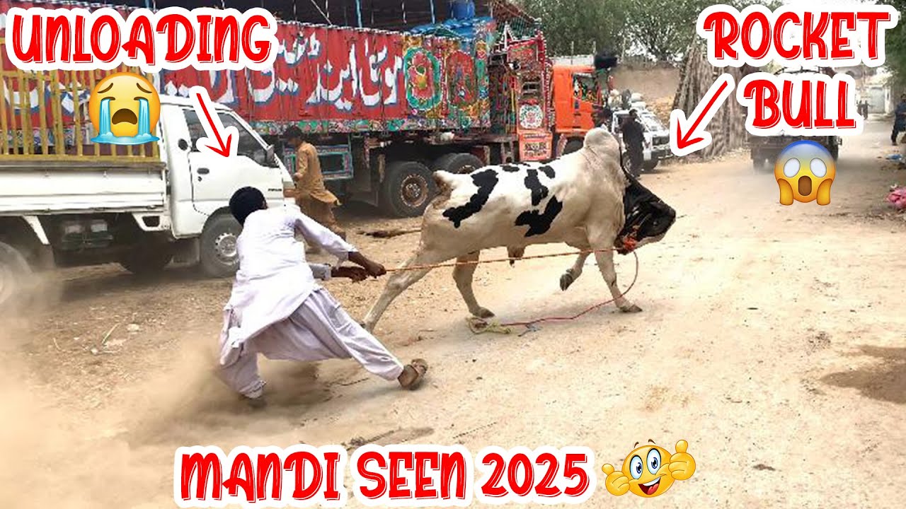 2025 Ka Sabse Khatarnak Bull Mandi Se Bhag Gya! 😱 | Malir Mandi Ka Hungama!