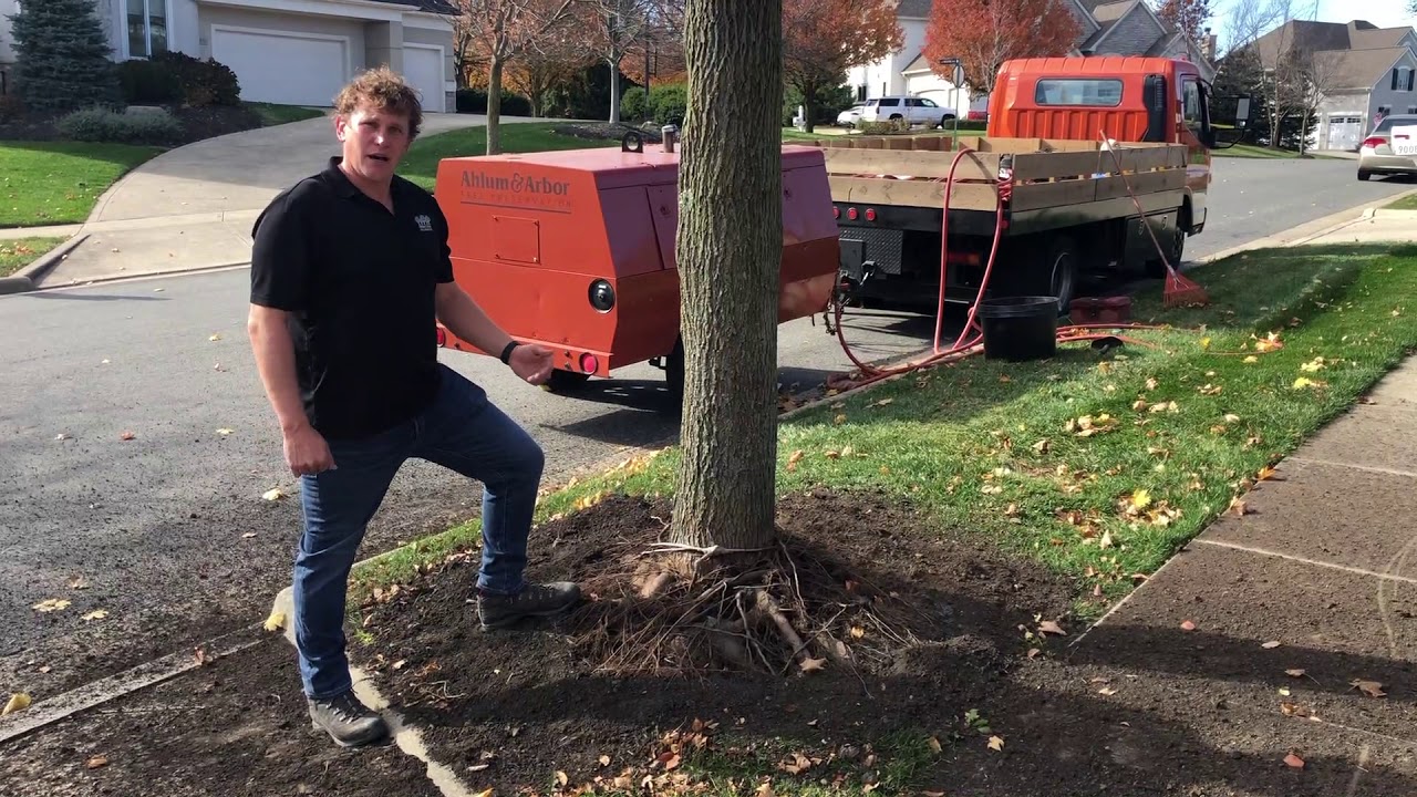 Ahlum & Arbor Tree Preservation: Girdling Roots and Mulch Volcanos Explained