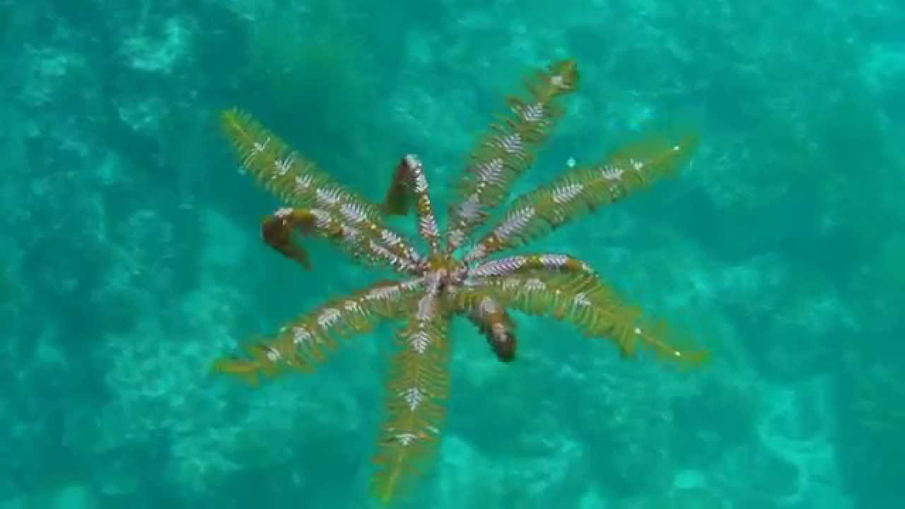【海藻にみえても脳のある動物】 泳ぐウミシダ　