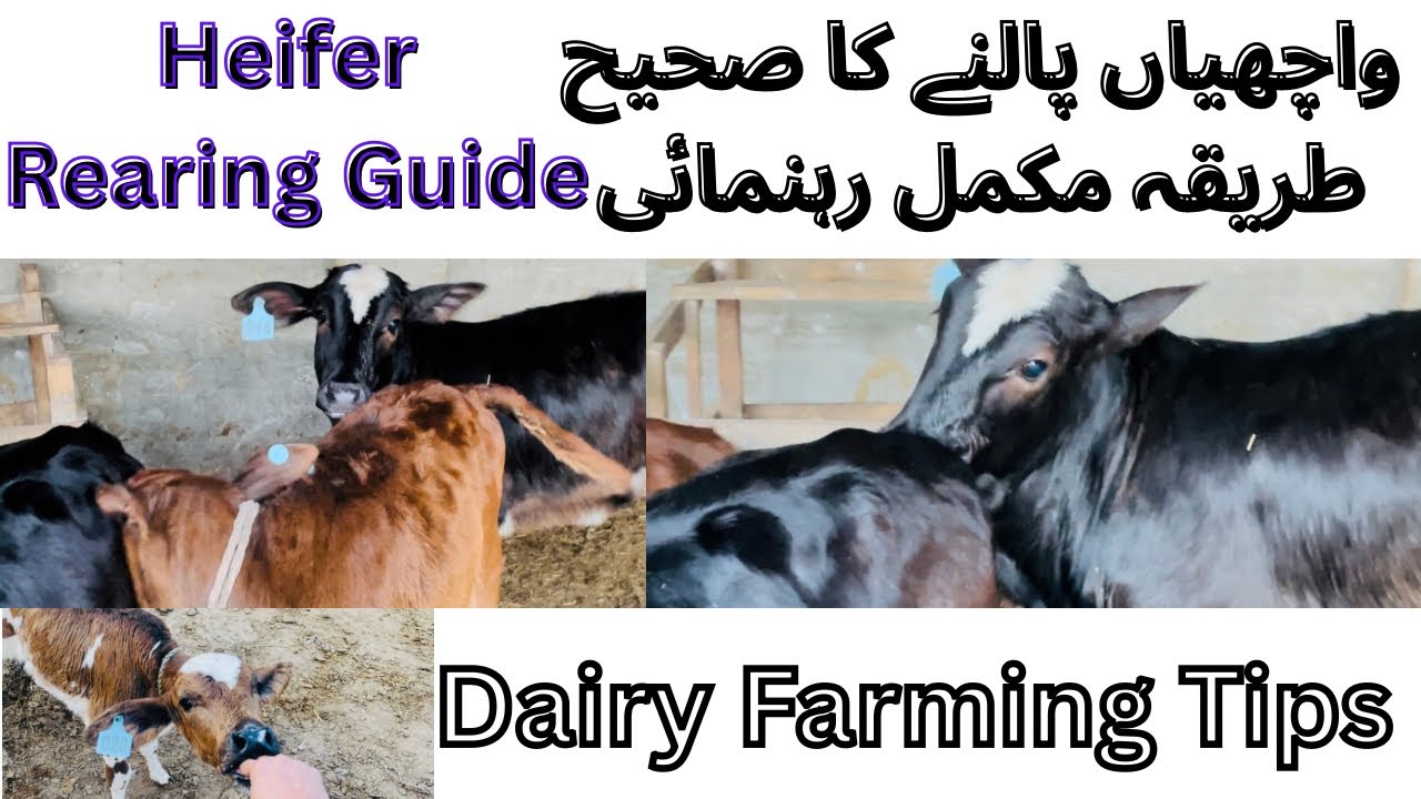 Proper Heifer Rearing Guide | Dairy Farming Tips | Calf Growth Guide  | Calves Care Formula in hindi