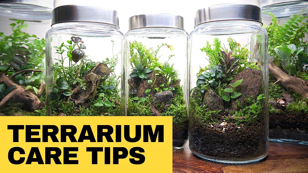 Closed Terrarium Care Tips & the Do's and Don'ts for best results