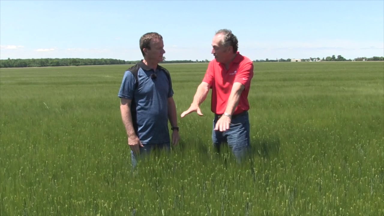 Wheat School: Real Wheat Farmers -  Parkland Farms