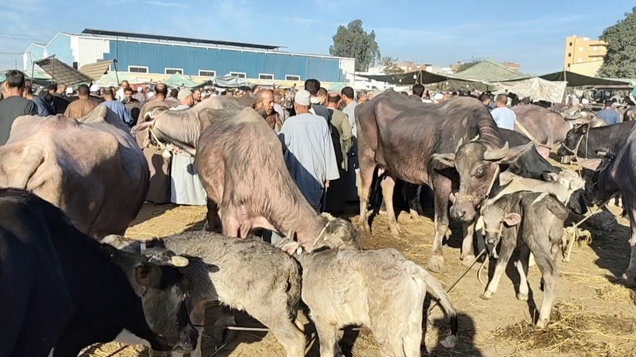 اسعار الجاموس الوالد والعشر واللبن في سوق التوفيقيه بحيره يوم 12/11/2025