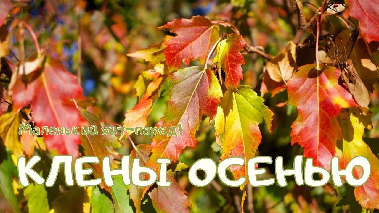 Клены осенью. Маленький хит-парад!