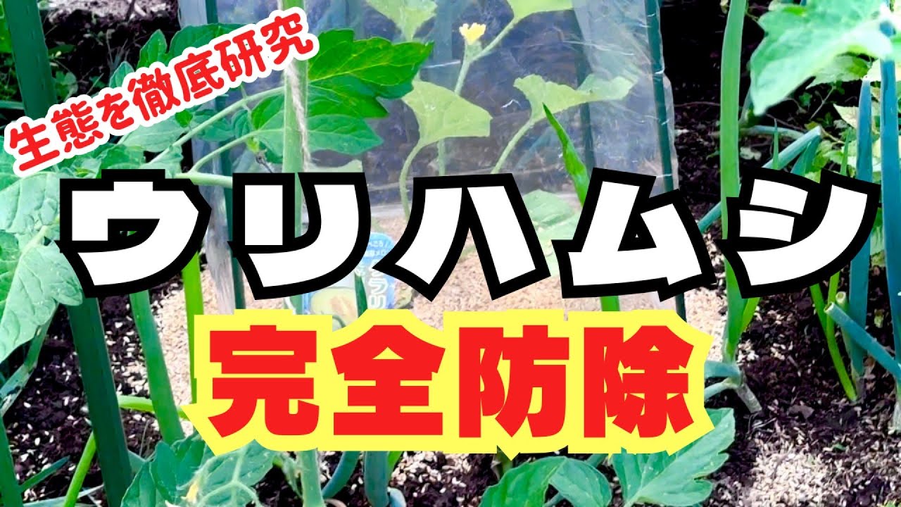 【完全版】ウリハムシの生態を徹底研究した完全防除策／家庭菜園