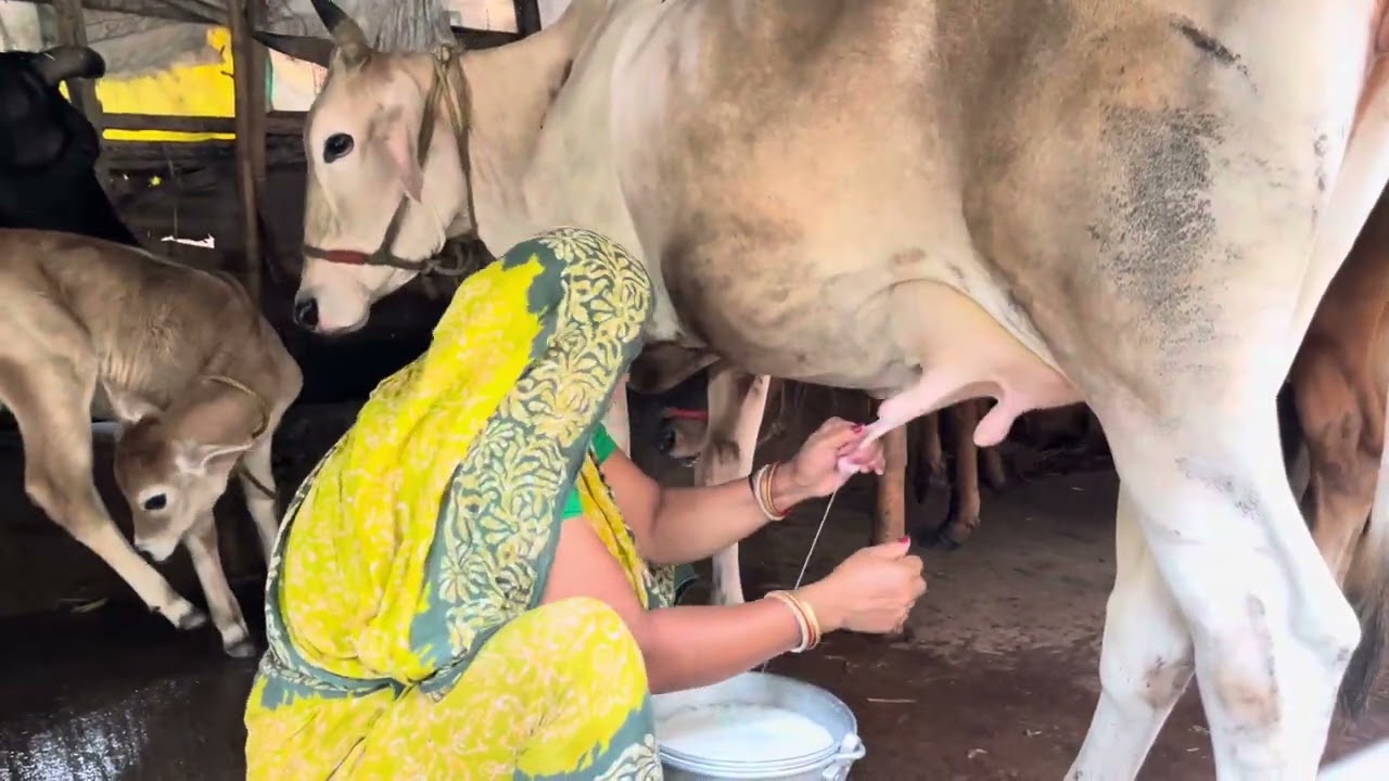 গ্রাম্য পদ্ধতিতে গরুর দুধ দোয়ানো প্রথম থেকে শেষ পর্যন্ত #bengalivlog #dailyvlog #villagelife #cow 